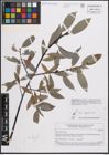 Foto von Salix daphnoides Vill.